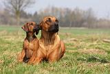 RODESIAN RIDGEBACK 104